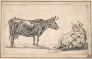 Free download Study of Two Cows free photo or picture to be edited with GIMP online image editor