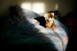 Free download Stuffed Tiger free photo or picture to be edited with GIMP online image editor
