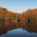 Stunning Autumn Forest Reflected in a Lake  screen for extension Chrome web store in OffiDocs Chromium
