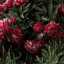 stunning bush of blooming purple roses  screen for extension Chrome web store in OffiDocs Chromium