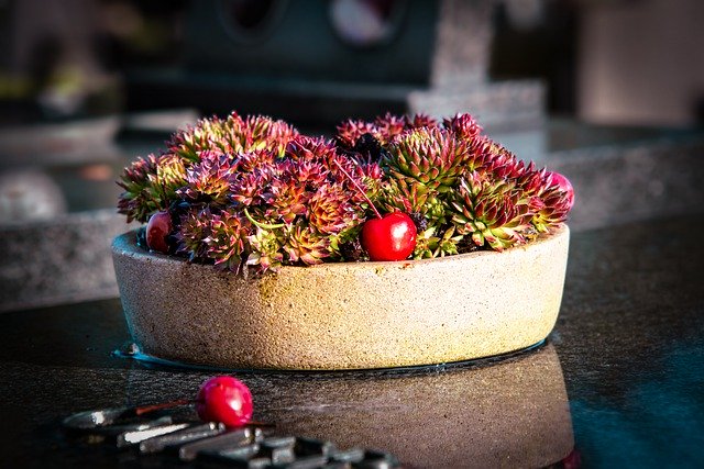 Free download succulents cherries plant free picture to be edited with GIMP free online image editor