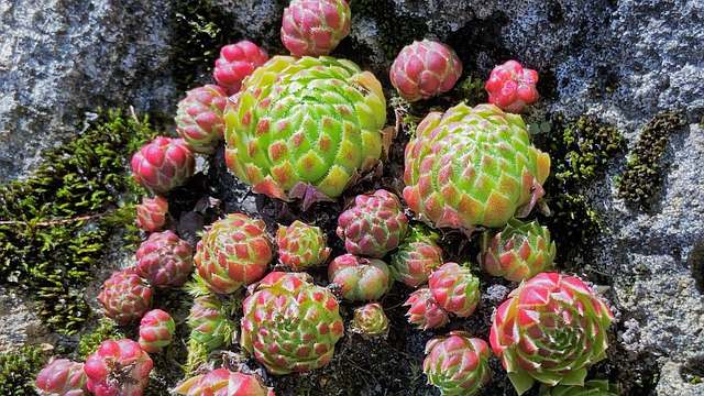 Free download succulents plants swarm sempervivum free picture to be edited with GIMP free online image editor