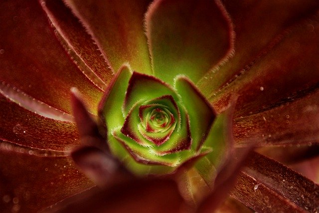 Gratis download succulente vetplanten plant groen gratis foto om te bewerken met GIMP gratis online afbeeldingseditor