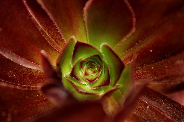 Téléchargement gratuit succulent succulents plant green image gratuite à éditer avec l'éditeur d'images en ligne gratuit GIMP