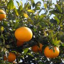 Succulent yellow orange  screen for extension Chrome web store in OffiDocs Chromium