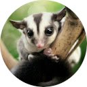 Sugar Glider Wallpaper  screen for extension Chrome web store in OffiDocs Chromium