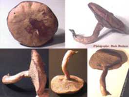Free download Suillus viscidus (1) free photo or picture to be edited with GIMP online image editor