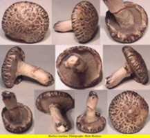 Free download Suillus viscidus (2) free photo or picture to be edited with GIMP online image editor