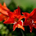 Summer red lilies  screen for extension Chrome web store in OffiDocs Chromium