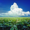 Summer smells of lotus  screen for extension Chrome web store in OffiDocs Chromium