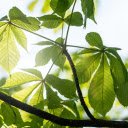 Sun and Leaves  screen for extension Chrome web store in OffiDocs Chromium