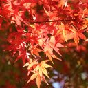 Sun and wind and leaves  screen for extension Chrome web store in OffiDocs Chromium
