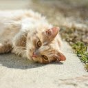 Sunbathing Pussy Cat  screen for extension Chrome web store in OffiDocs Chromium
