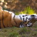 Sunbathing Tiger  screen for extension Chrome web store in OffiDocs Chromium