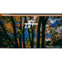 Sunbeams Between Trees  screen for extension Chrome web store in OffiDocs Chromium