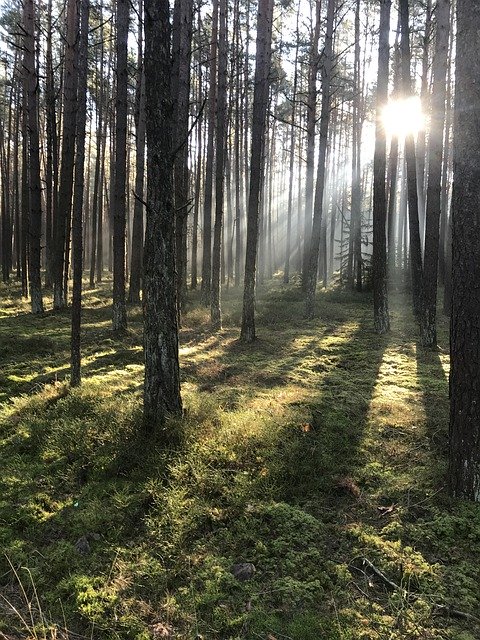 ດາວໂຫຼດຟຣີ sunbeams sunlight ໃນເຊົ້າໂປຣໄຟລຮູບພາບທີ່ບໍ່ເສຍຄ່າທີ່ຈະແກ້ໄຂດ້ວຍ GIMP ບັນນາທິການຮູບພາບອອນໄລນ໌ຟຣີ