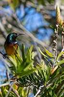 Free download Sunbird pictures free photo or picture to be edited with GIMP online image editor
