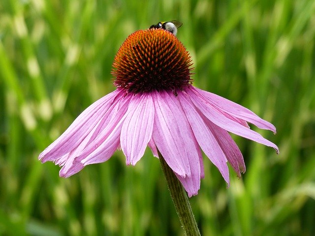 Free download sunbonnet flower bi colors petal free picture to be edited with GIMP free online image editor