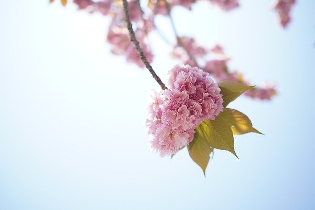 Free download sun cherry blossoms yae sakura free picture to be edited with GIMP free online image editor