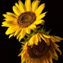 SUNFLOWER 2 Theme  screen for extension Chrome web store in OffiDocs Chromium