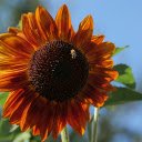 Sun flower and little bee  screen for extension Chrome web store in OffiDocs Chromium