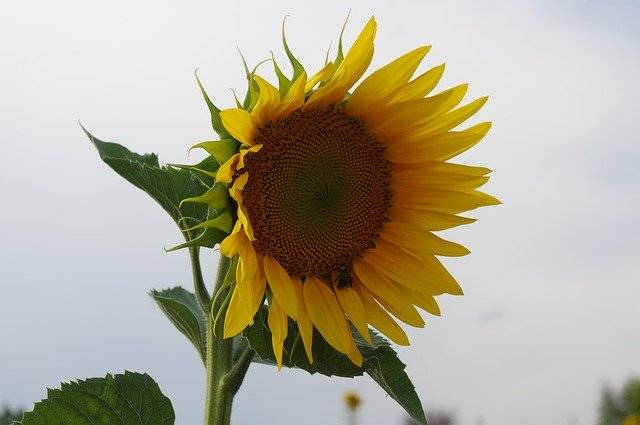 ດາວ​ໂຫຼດ​ຟຣີ Sunflower Bees - ຮູບ​ພາບ​ຟຣີ​ຫຼື​ຮູບ​ພາບ​ທີ່​ຈະ​ໄດ້​ຮັບ​ການ​ແກ້​ໄຂ​ກັບ GIMP ອອນ​ໄລ​ນ​໌​ບັນ​ນາ​ທິ​ການ​ຮູບ​ພາບ​