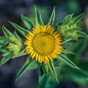 Sunflower Bud  screen for extension Chrome web store in OffiDocs Chromium