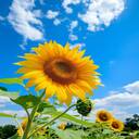 sunflower close up wallpaper  screen for extension Chrome web store in OffiDocs Chromium