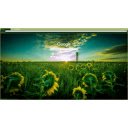Sun Flower Field  screen for extension Chrome web store in OffiDocs Chromium