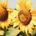 Sunflower field  screen for extension Chrome web store in OffiDocs Chromium