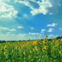 Sunflower field with clear blue summer sky  screen for extension Chrome web store in OffiDocs Chromium