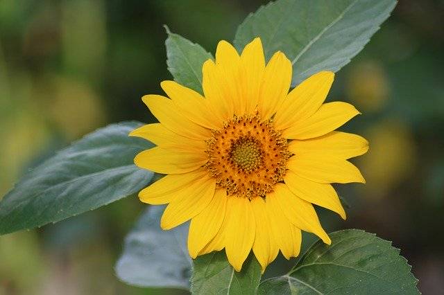 Baixe gratuitamente o modelo de foto grátis Sunflower Flower Summer para ser editado com o editor de imagens online do GIMP
