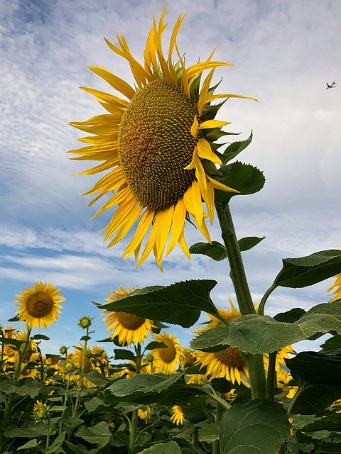 Free download sunflower flower yellow big field free picture to be edited with GIMP free online image editor