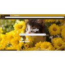 Sunflower Kitten  screen for extension Chrome web store in OffiDocs Chromium