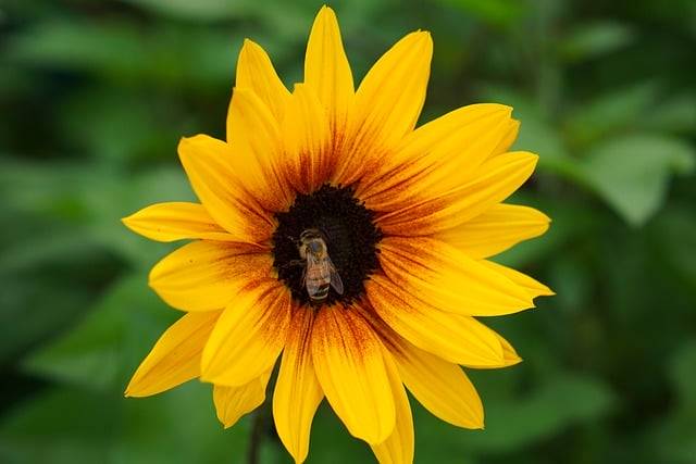 Free download sunflower petals blossom bloom bee free picture to be edited with GIMP free online image editor