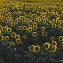 Sunflowers  screen for extension Chrome web store in OffiDocs Chromium