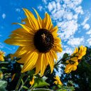 Sunflowers and bees  screen for extension Chrome web store in OffiDocs Chromium