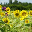 Sunflowers and purple flowers  screen for extension Chrome web store in OffiDocs Chromium