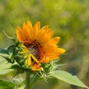 Sunflowers bloom  screen for extension Chrome web store in OffiDocs Chromium