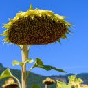 Sunflower sepals  screen for extension Chrome web store in OffiDocs Chromium