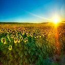 Sunflower Sunrise Wallpaper Theme  screen for extension Chrome web store in OffiDocs Chromium