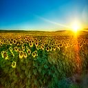 Sunflower Sunrise Wallpaper Theme מסך להרחבה Chrome web store ב-OffiDocs Chromium