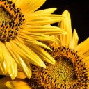 SUNFLOWER THEME  screen for extension Chrome web store in OffiDocs Chromium