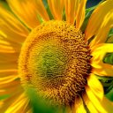 sunflower THEME  screen for extension Chrome web store in OffiDocs Chromium