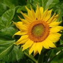 Sunflower tree  screen for extension Chrome web store in OffiDocs Chromium