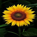 Sunflower Wallpaper  screen for extension Chrome web store in OffiDocs Chromium