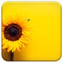 Download gratuito Sunflower Yellow - foto o immagine gratuita da modificare con l'editor di immagini online di GIMP