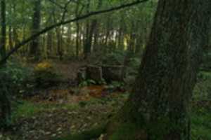 Free download Sunken Ruins in German Forest free photo or picture to be edited with GIMP online image editor