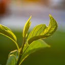 Sunlight and sprouts  screen for extension Chrome web store in OffiDocs Chromium