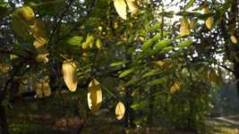 Free download Sunlight Autumn Fall -  free video to be edited with OpenShot online video editor
